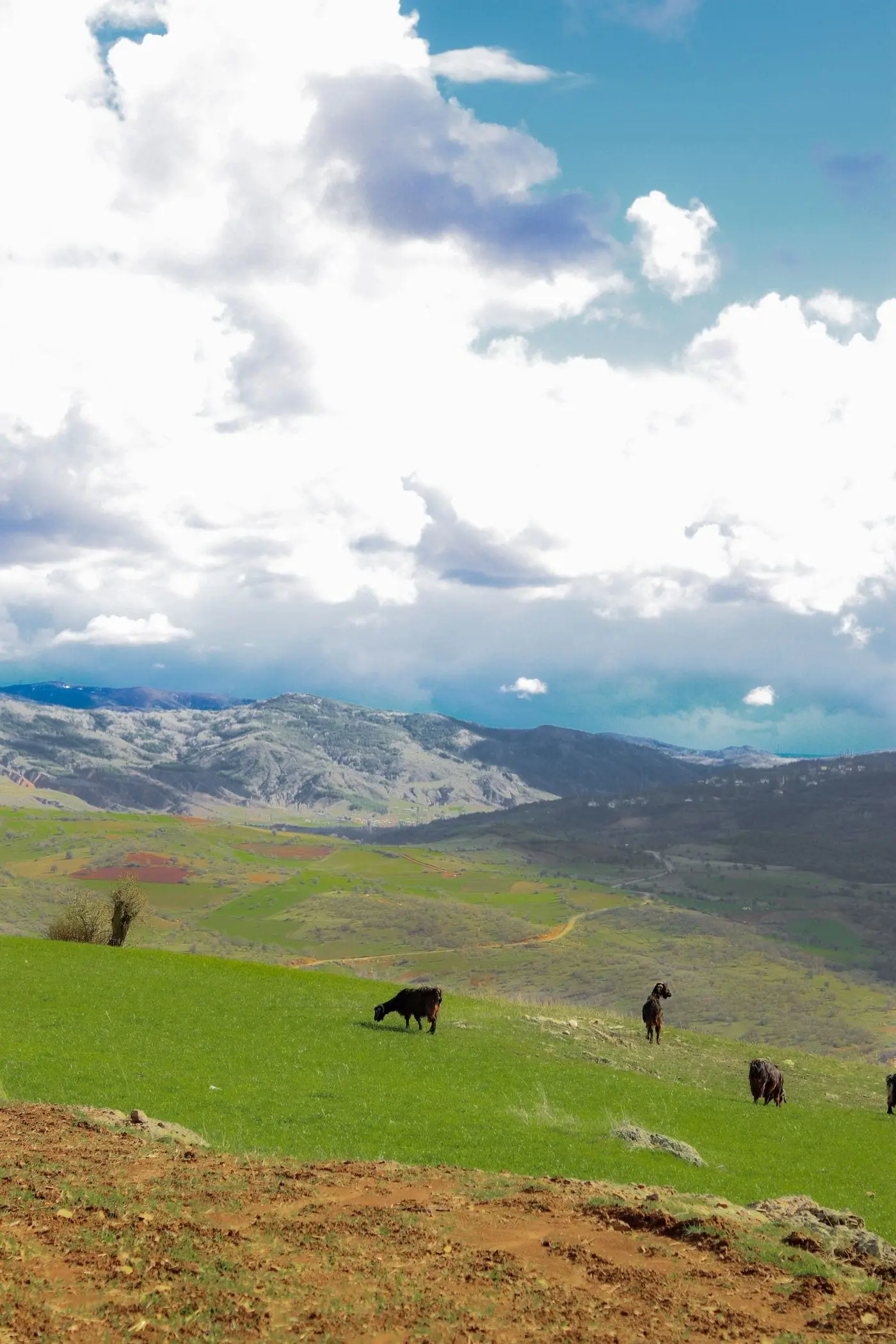 Cattle grazing on open ranch land under a wide West Texas sky